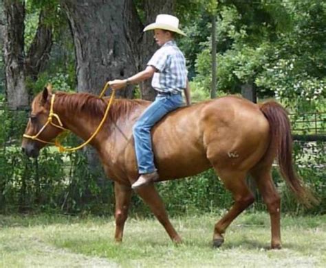 Quarter horse for sale Broken to saddle years ago. . Horses for sale in georgia
